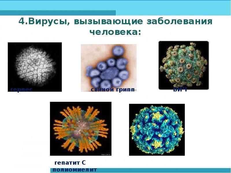 Биология презентация вирусы 10 класс биология