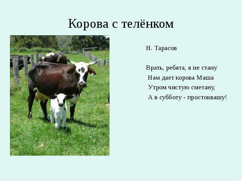 План сообщения о корове