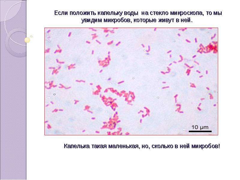 Микробы друзья или враги презентация