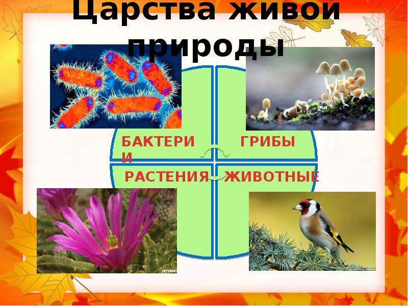 5 класс наука о живой природе презентация