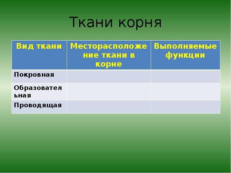 Корневая ткань. Ткани корня. Виды тканей корня. Ткани корневища. Ткани корня вид ткани.