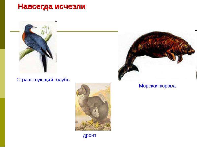 Охрана животных презентация 3 класс окружающий мир плешаков презентация