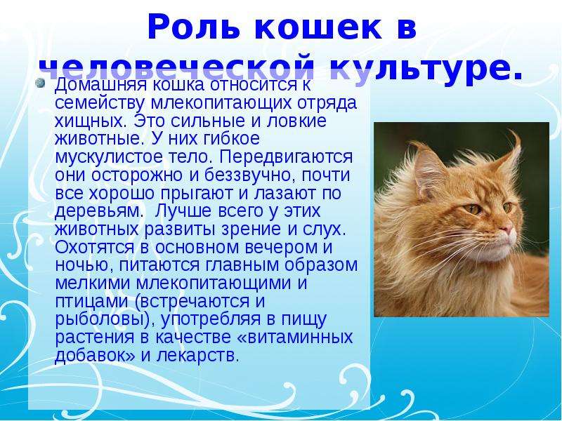 Кот 2 класс. Сообщение о кошке. Доклад про кошек. Презентация про кошек. Доклад про домашних кошек.