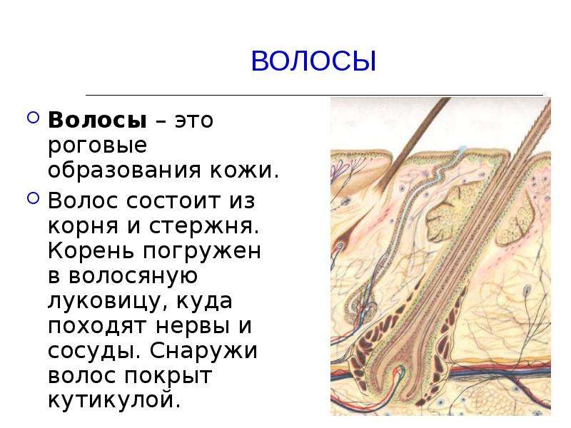 Определи где образуются вещества смазывающие волосы человека на картинке