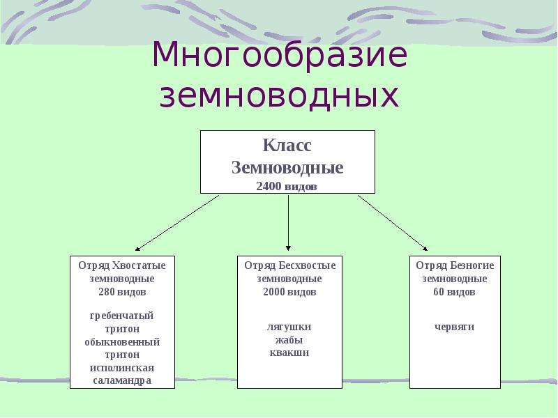 Многообразие и значение. Многообразие земноводных. Многообразие земноводных таблица. Многообразие земноводных 7 класс. Многообразие амфибий таблица.