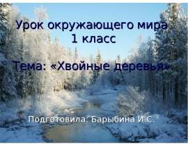 Хвойные деревья 1 класс
