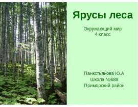 Ярусы леса