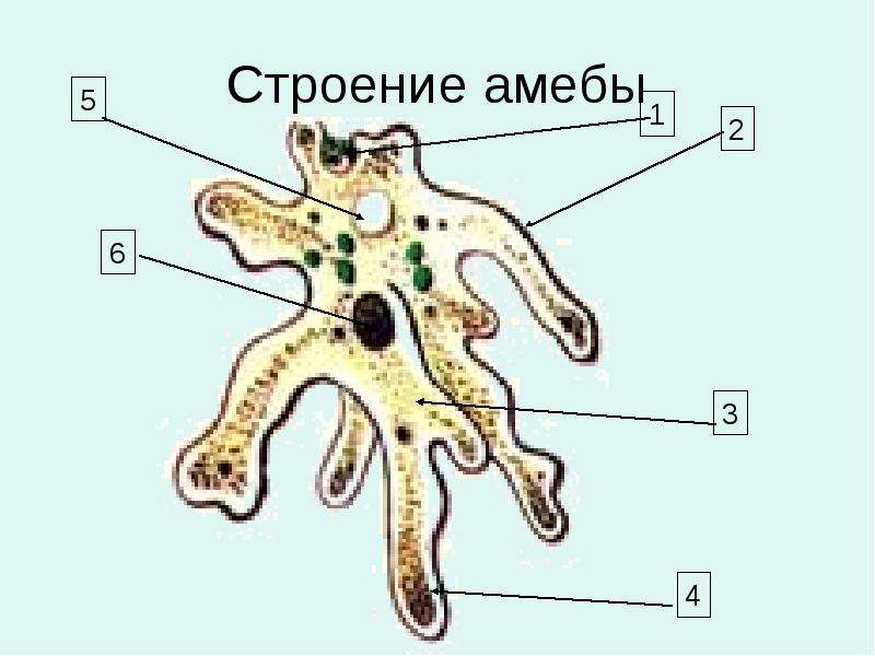 Презентация по биологии 7 класс амеба обыкновенная