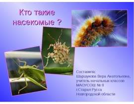 Кто такие насекомые ?