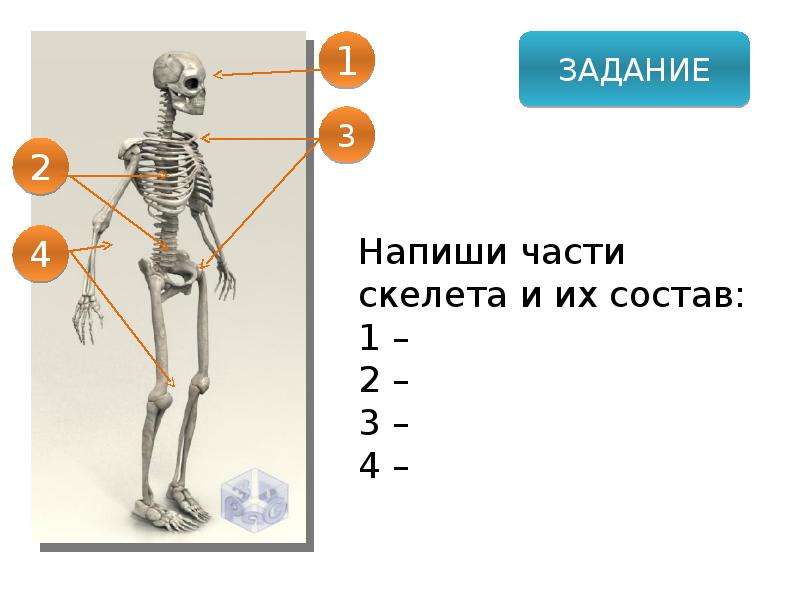 Скелет 8 класс биология презентация