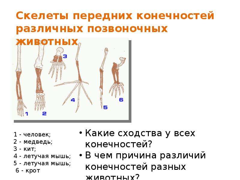 Скелет передних конечностей. Строение скелета передней конечности человека. Скелетные классы. Скелет передней конечности кита.