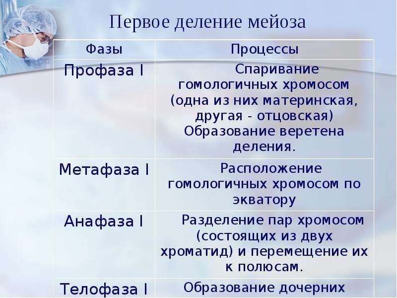 Мейоз презентация 10 класс