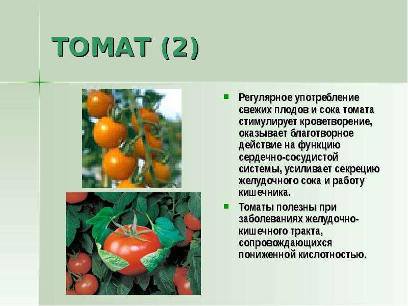 Рассказ о плоде растения. Томат семейство Пасленовые. Презентация на тему помидор. Рассказ о плоде томата. Доклад на тему помидор.
