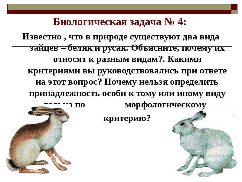 Какие два рода существуют в природе. Критерии зайца беляка и зайца русака. Морфологический критерий зайца беляка и зайца русака. Заяц-Беляк и заяц-Русак критерии вида. Заяц Беляк морфологический критерий.