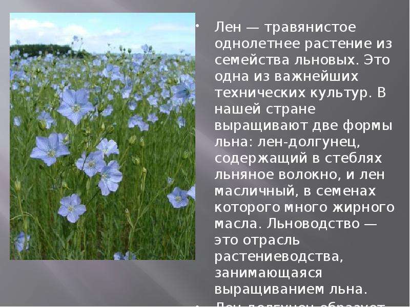 Презентация про лен