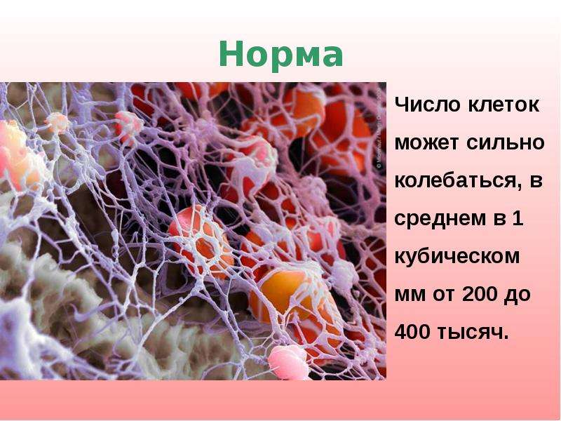 Роль клетки в природе. Клетки крови для презентации по биологии. Средние клетки в крови что это. Клетки крови презентация 8 класс. Любая клетка способна к.