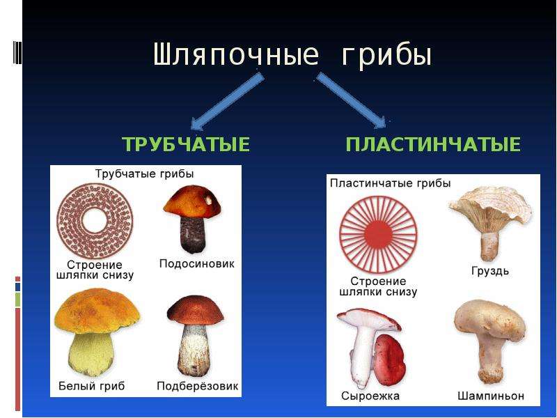 Три группы шляпочных грибов. Шляпочные грибы трубчатые и пластинчатые. Грибы части шляпочного гриба. Строение шляпки пластинчатого гриба. Окружающий мир 3 класс грибы пластинчатые грибы трубчатые.