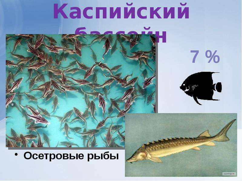 Каспийский бассейн Осетровые рыбы