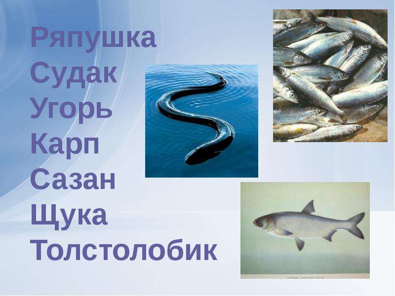 Рыбное хозяйство, слайд 21