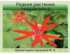 Редкие растения Забайкалья