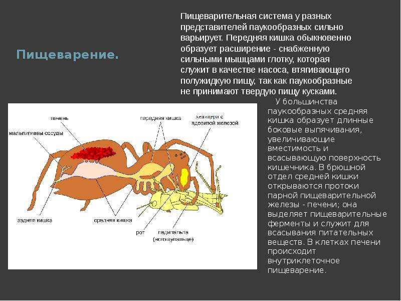 Пищеварительная система паукообразных схема - 97 фото