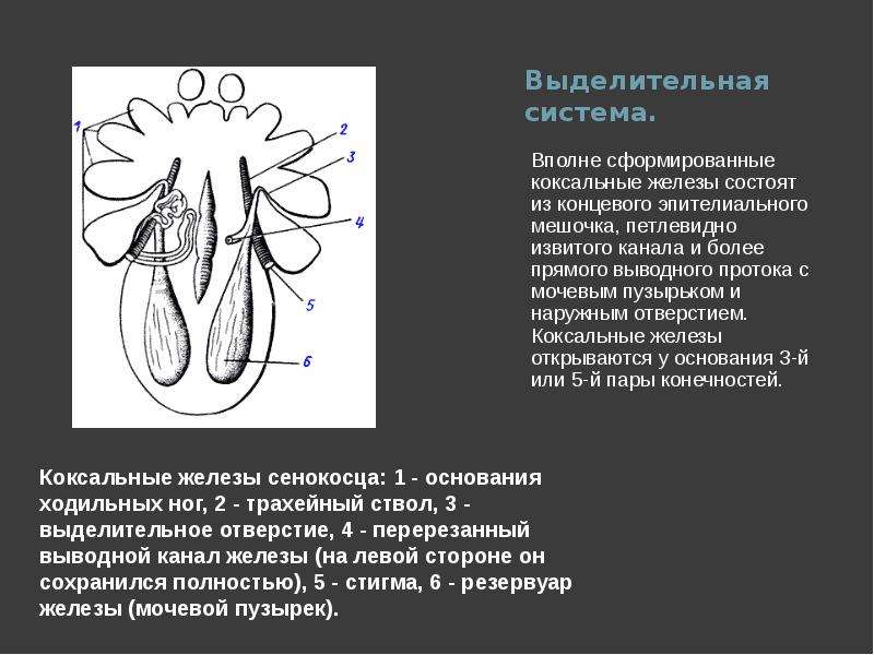 Выделительная система паукообразных. Коксальные железы паука. Выделительная система паукообразных коксальные железы. Антеннальные и коксальные железы. Коксальные железы членистоногих.