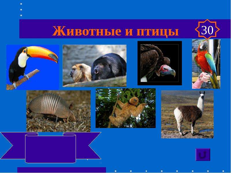 Животные и птицы Тукан, ревун кондор, ара, лама броненосец, ленивец