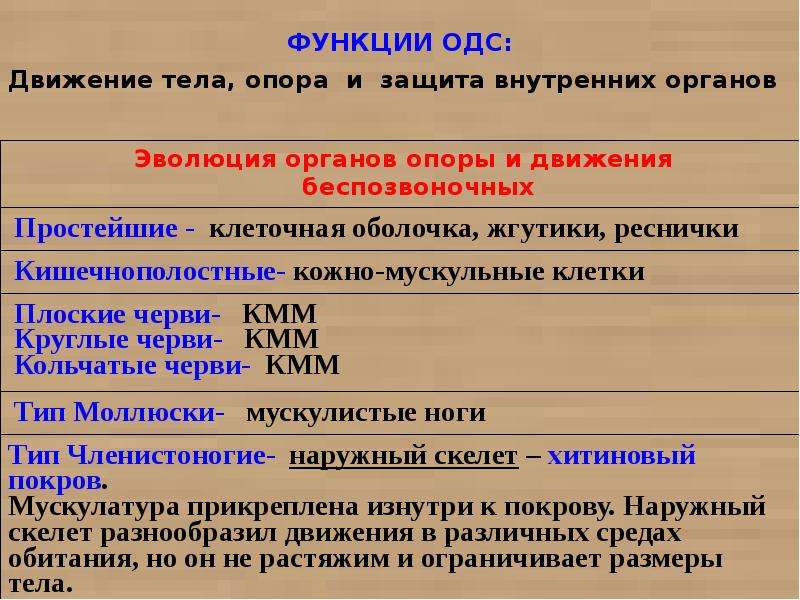 Опора и движение функции. Опора и движение организмов. Круглые черви опорно двигательная система таблица. Функции опорно двигательной системы круглых червей. Опорно двигательная система черви таблица.