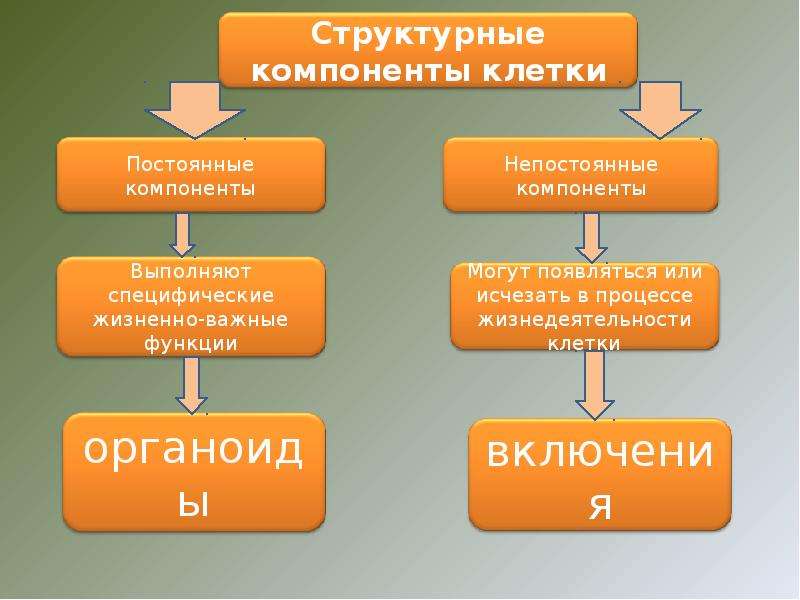 Строение компонентов клетки