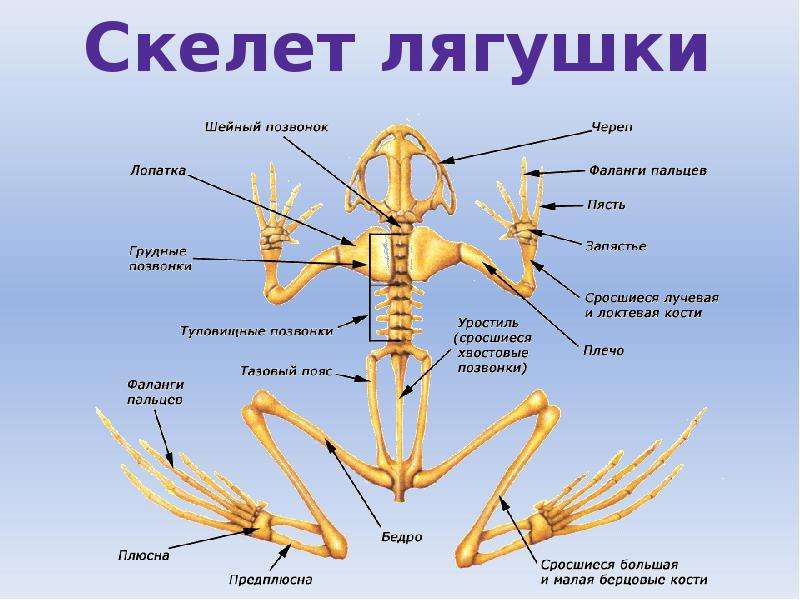 Сколько позвонков у земноводных