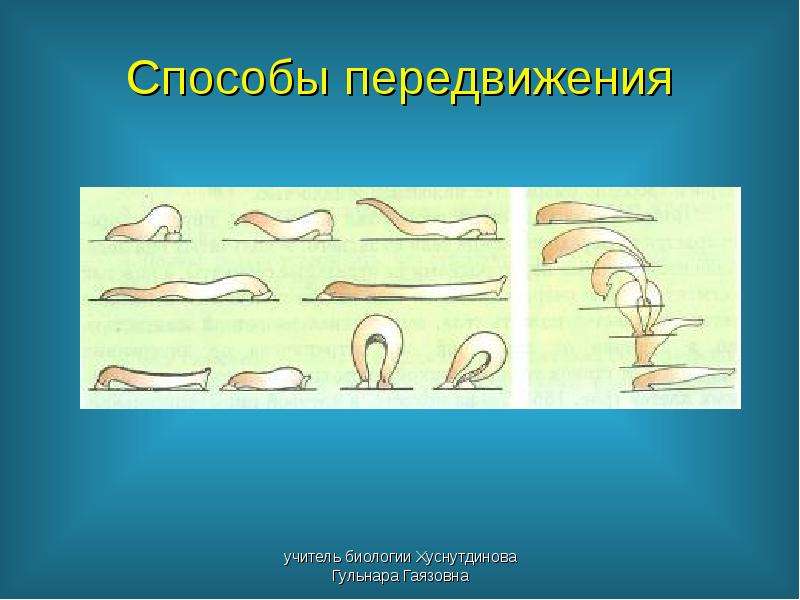 Способы передвижения. Способы передвижения биология. Эволюция способов передвижения. Эволюция способов движений животных. Движение с помощью мышц у животных.