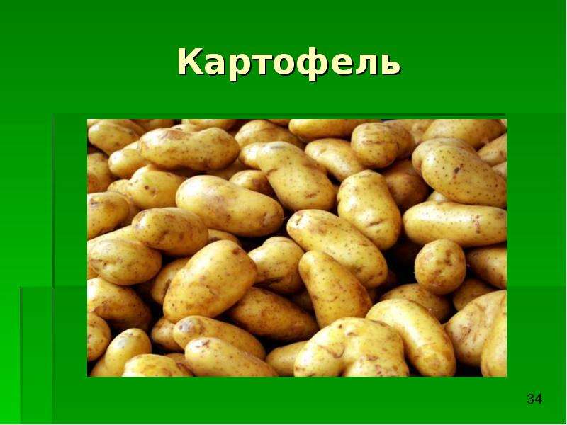 Культурное растение из дальних стран. Культурные растения картошка. Проект на тему картофель. Проект про картошку. Информация о картошке.