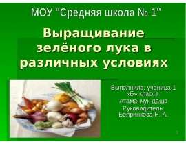 Выращивание зелёного лука в различных условиях
