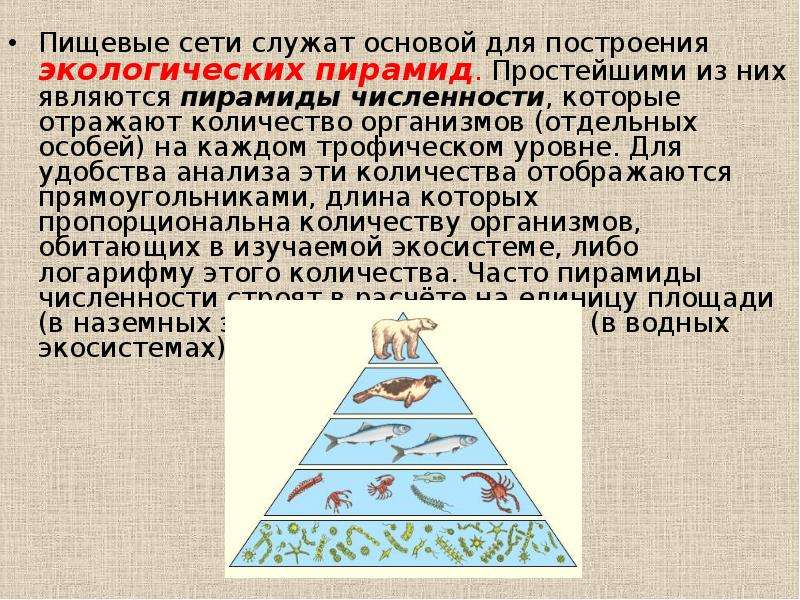 Различные экологические пирамиды и соотношения организмов на каждой их ступени проект