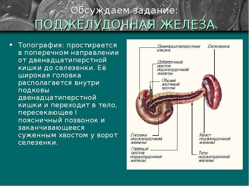 Образование желез. Топография головки поджелудочной железы. Топография двенадцатиперстной кишки и поджелудочной железы. Двенадцатиперстная кишка железы. Подкова двенадцатиперстной кишки.