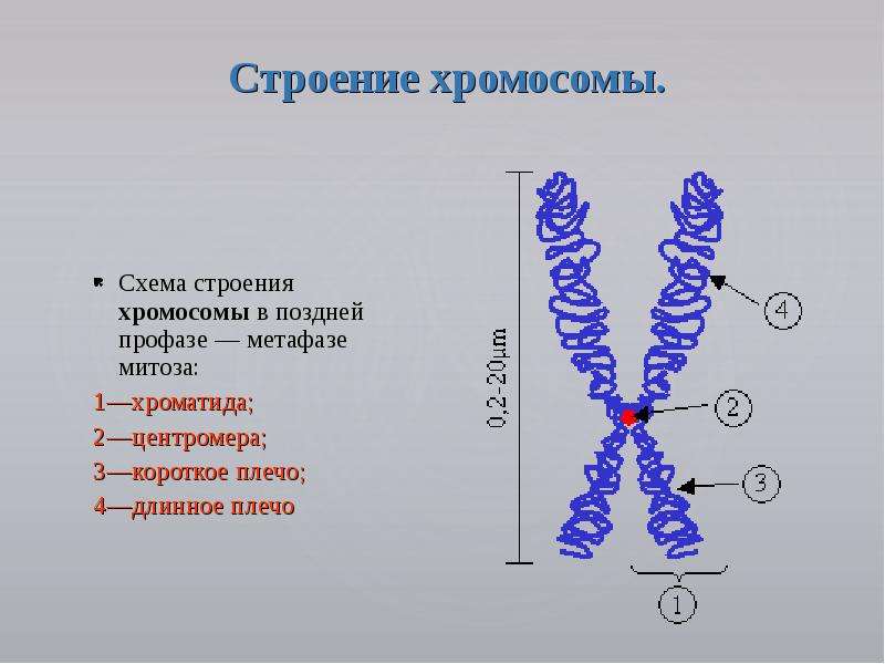 Строение хромосомы. Схема строения хромосомы в поздней профазе — метафазе митоза: 1—хроматида; 2—цен