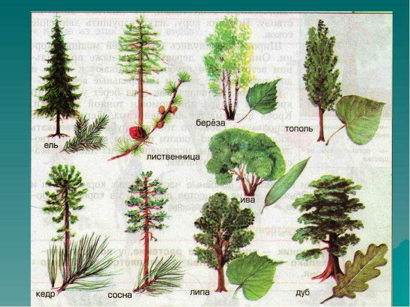 Растения тайги рисунок