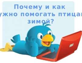 Почему и как нужно помогать птицам зимой