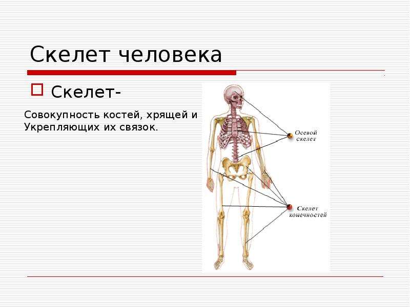 Скелет человека Скелет-