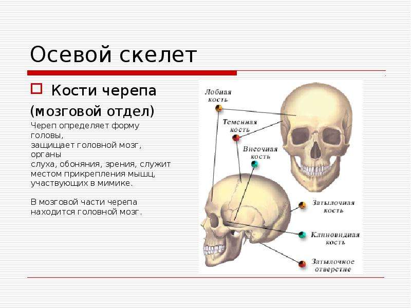 Осевой скелет Кости черепа (мозговой отдел)