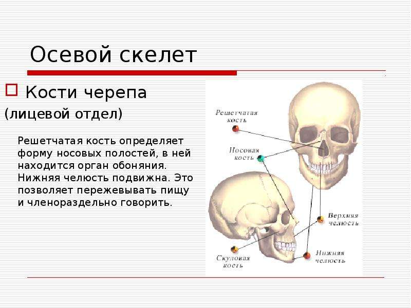 Осевой скелет Кости черепа (лицевой отдел)