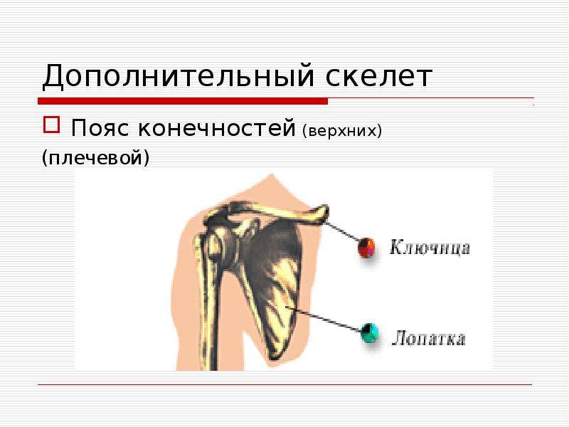 Дополнительный скелет Пояс конечностей (верхних) (плечевой)