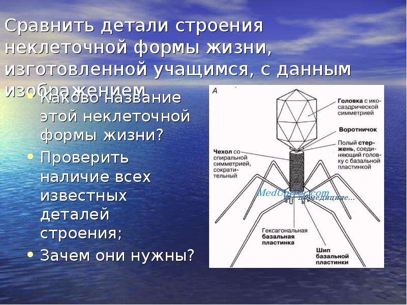 Почему строения. Неклеточные формы жизни. Строение неклеточных форм жизни. Неклеточные формы жизни рисунок. Неклеточные структуры.