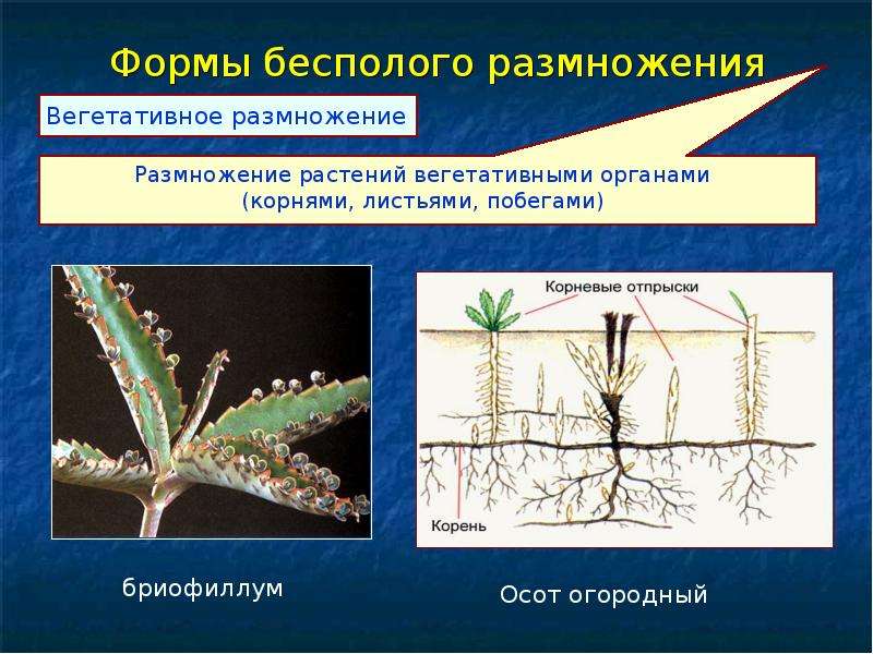 Размножение организмов вариант 2. Осот размножение вегетативное. Формы бесполого размножения вегетативное. Бесполое размножение вегетативное. Виды бесполого размножения растений.