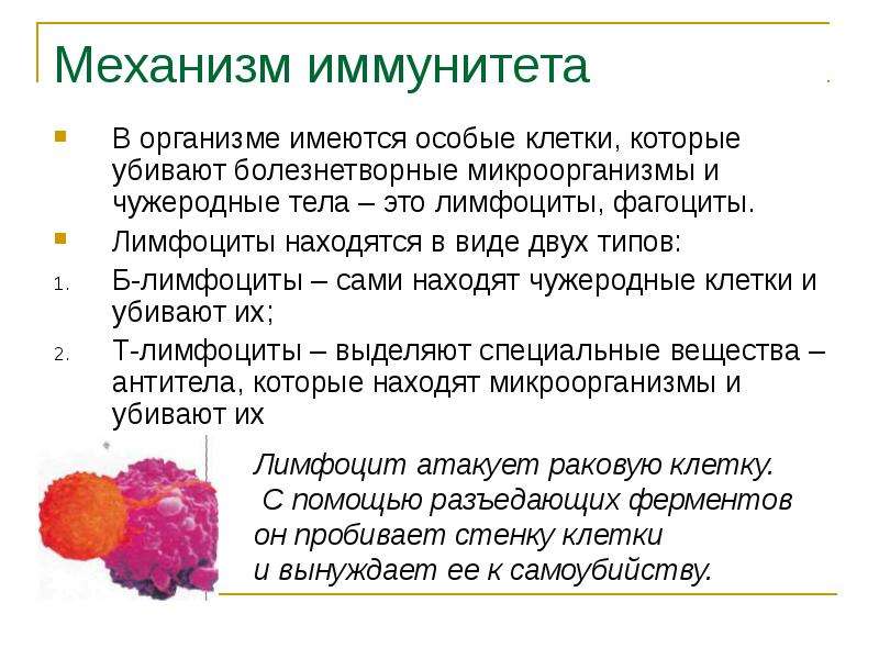 Что такое иммунитет. Реферат по биологии 8 класс на тему иммунитет. Иммунитет 8 класс биология. Иммунитет презентация. Иммунитет человека презентация.