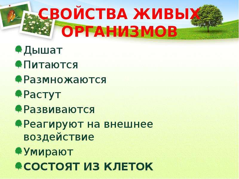 Все свойства живых организмов. Свойства живых существ. Свойства живого. Растительный организм Живая система. Какие есть свойства живого.