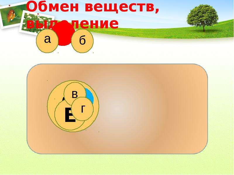 Обмен 6. Выделение обмен веществ. Выделение обмен веществ 6 класс. Биология 6 класс выделение.обмен веществ Сухорукова.