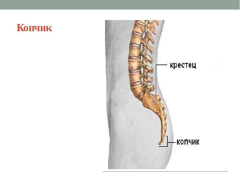 Крестец у человека. Строение позвоночника и копчика. Копчиковые позвонки рудимент. Позвоночник копчик.