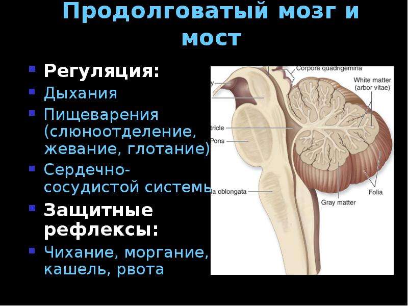 Нервы продолговатого мозга. Продолговатый мозг и мост. Защитные рефлексы продолговатого мозга. Регуляция дыхания продолговатый мозг. Продолговатый мозг глотание.