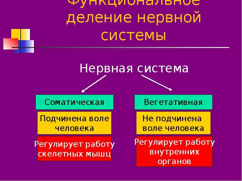 Презентация нервная система 8 класс